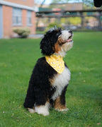 HandTie™ Bandana