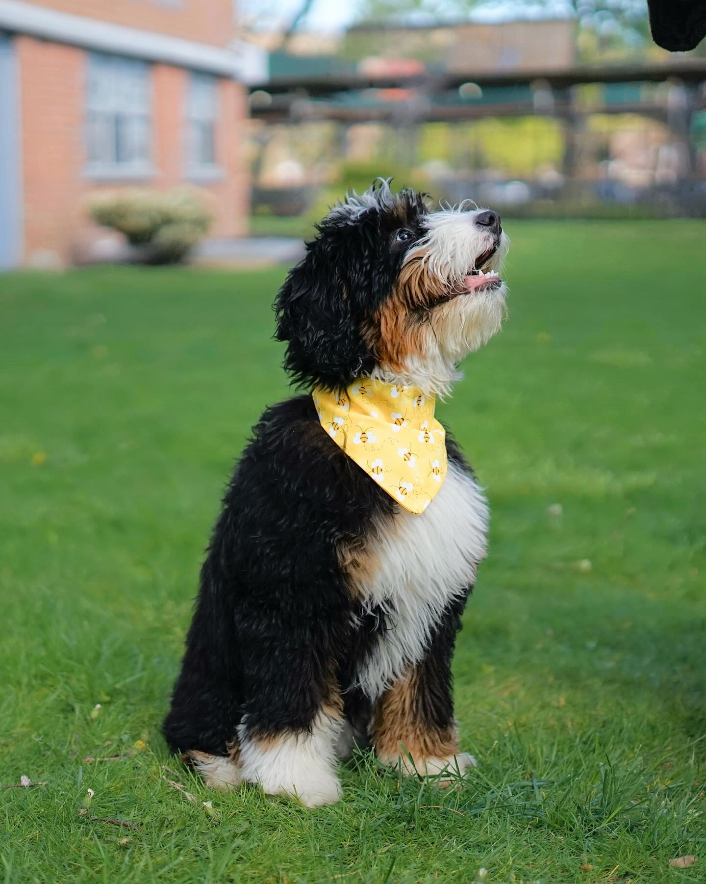 HandTie™ Bandana