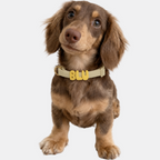 PalmWalk™ Collar