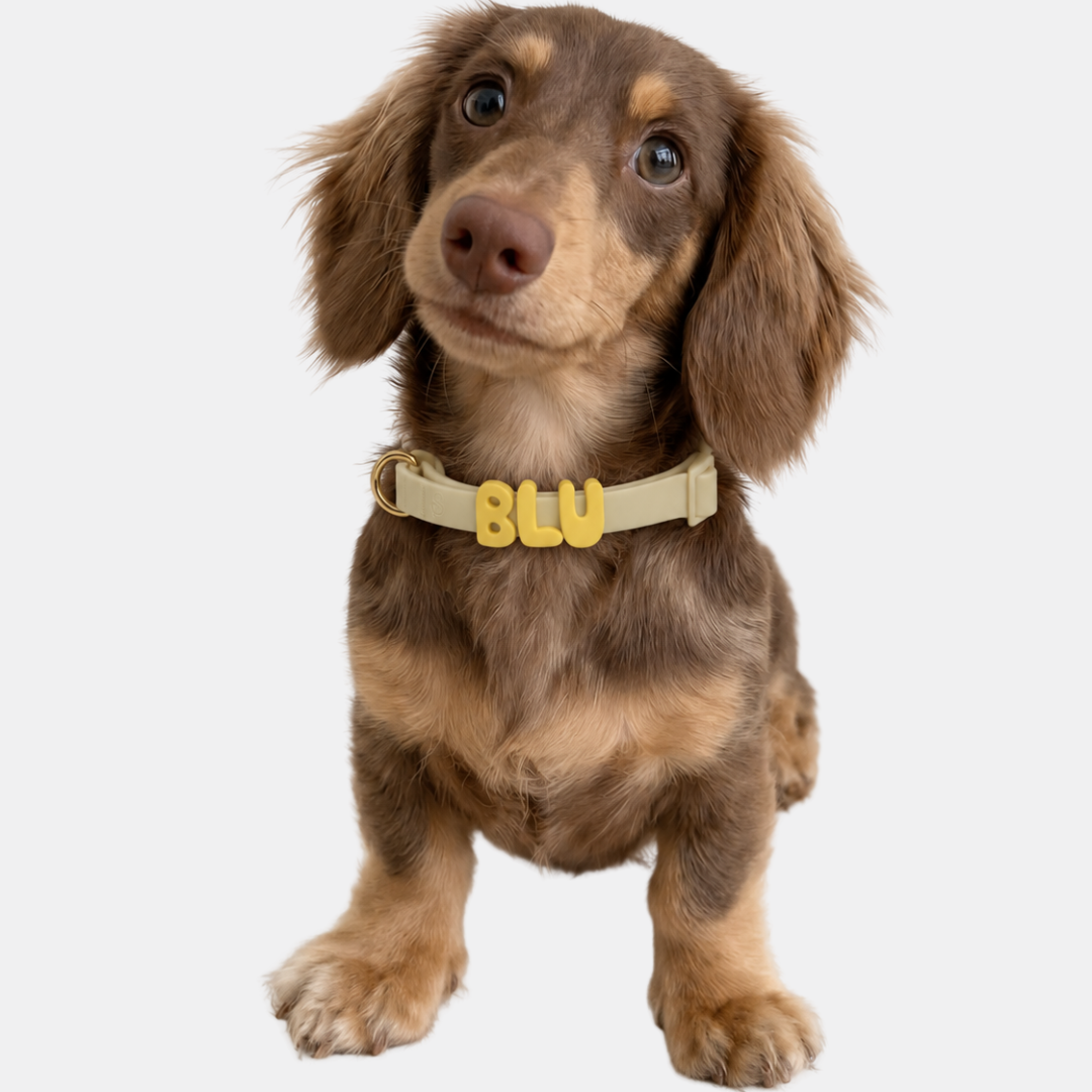 PalmWalk™ Collar