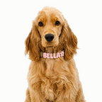 PalmWalk™ Collar