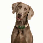 PalmWalk™ Collar