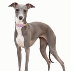 PalmWalk™ Collar
