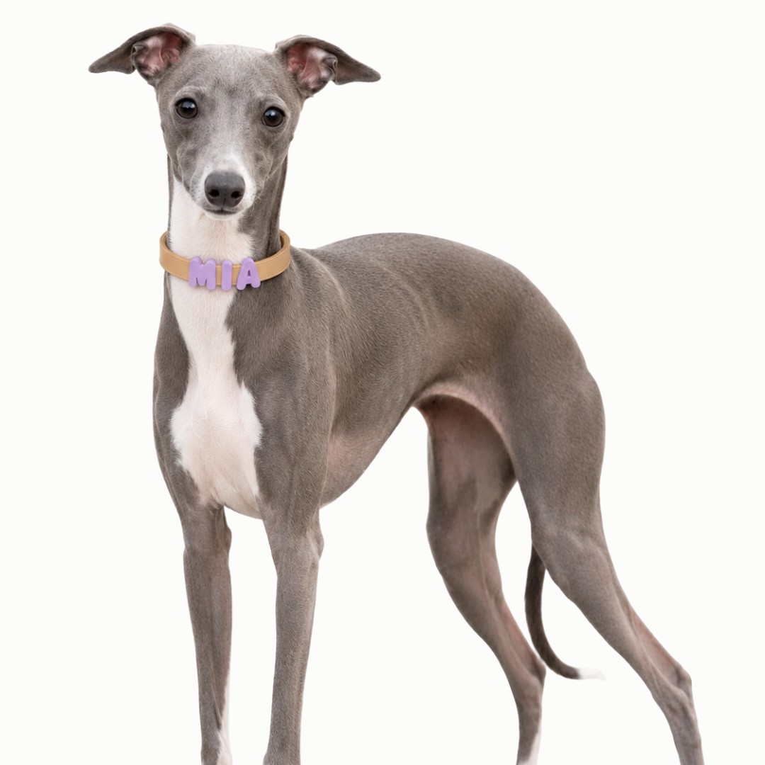 PalmWalk™ Collar