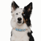 PalmWalk™ Collar
