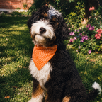 A black, white, and tan dog wearing an orange bandana with white polka dots, sitting on a green grassy lawn with flowers and a brick wall in the background.